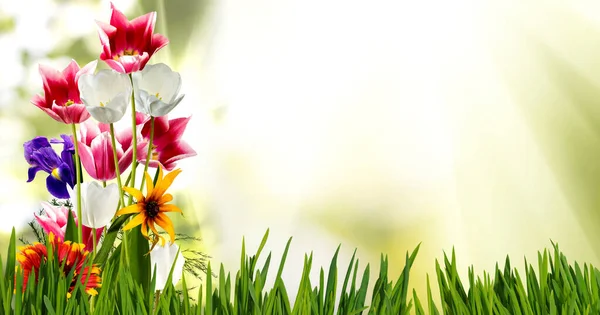 Bahçede Büyüyen Güzel Çiçek Laleleri Yeşil Bulanık Arka Planda Yakın — Stok fotoğraf