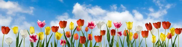 Bellissimi Fiori Tulipani Che Crescono Nel Giardino Sono Raffigurati Primo — Foto Stock