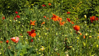 Tarlada kırmızı gelincik çiçekleri