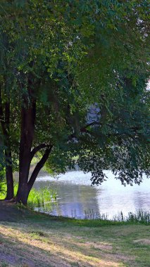 Nehrin yanında duran bir ağaç. Patika ön planda. Nehrin yüzeyi güneş ışığı altında dalgalanır.