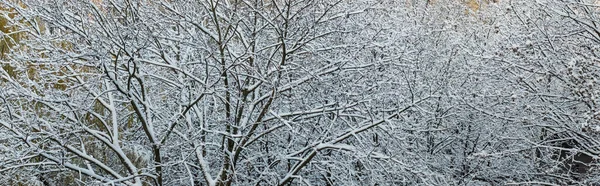 Зимой Снег Деревьях Заснеженный Лес Морозный День — стоковое фото