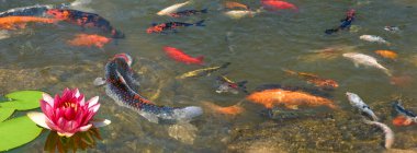 flower of the sacred lotus as a symbol in Asian art and religion. A school of fish near a lotus flower