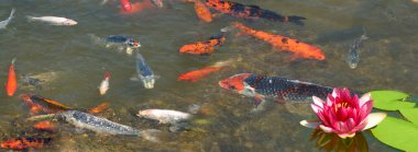 flower of the sacred lotus as a symbol in Asian art and religion. A school of fish near a lotus flower