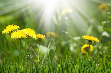 Dandelions in the grass in the sun close up