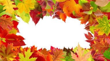 image of dry autumn leaves laid out in the form of a frame