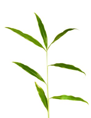 Beyaz arka planda büyüyen genç bir kızılın görüntüsü