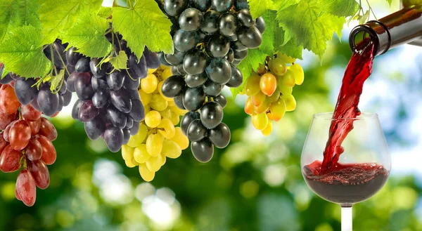 Image Bottle Wine Glass Wine Grape — Stock Photo, Image
