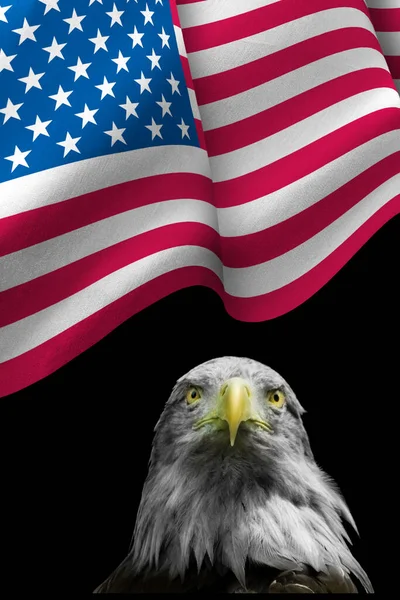 흰머리 독수리와 국기의 이미지 — 스톡 사진