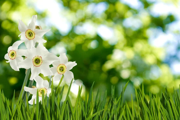 Obraz Pięknych Białych Żonkili Rozmytym Zielonym Tle Dekoracja Pięknych Kwiatów — Zdjęcie stockowe