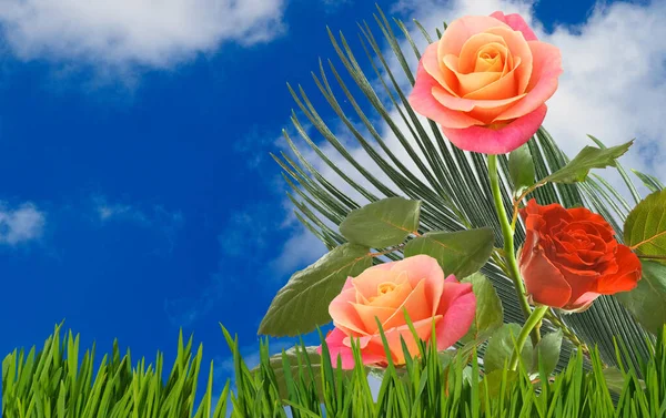 Bild Von Schönen Roten Rosen Auf Dem Hintergrund Des Himmels — Stockfoto