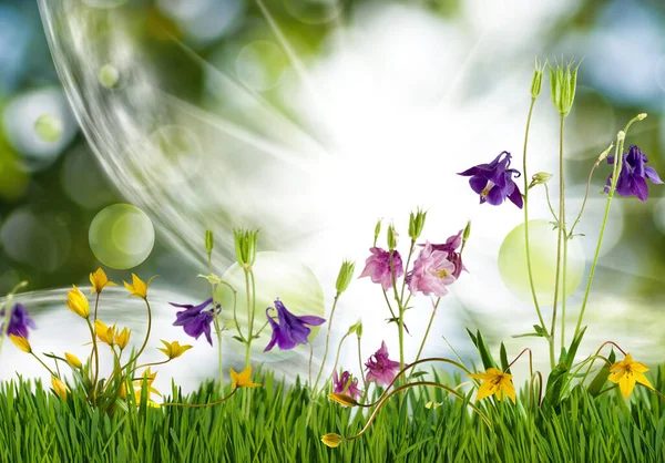 Çimlerdeki Kır Çiçeklerinin Görüntüsü Güzel Çiçeklerin Süslemesi — Stok fotoğraf