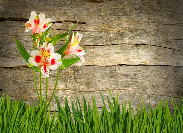 在一个古老的木制篱笆的背景上 美丽的粉红色花朵的图像 美丽花朵的装饰 — 图库照片