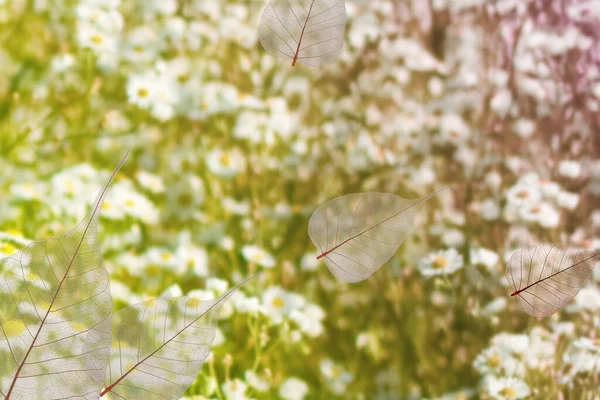 stock image Image of skeleton leaves on flower background