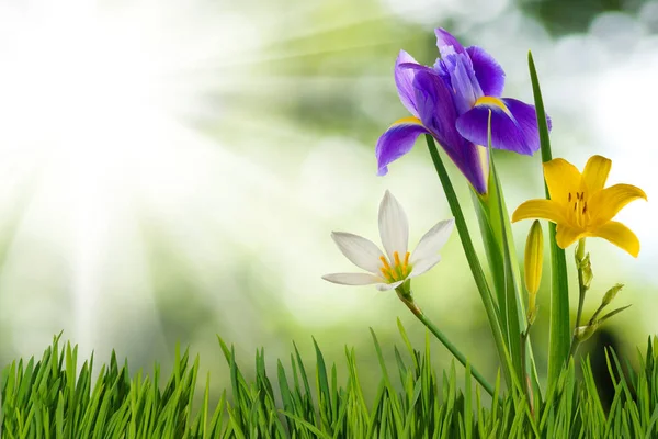 Obrázek Krásné Květiny Rozmazaném Zeleném Pozadí Dekorace Krásných Květin — Stock fotografie