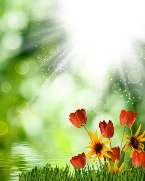 Obraz Pięknych Kwiatów Abstrakcyjnym Rozmytym Zielonym Tle — Zdjęcie stockowe