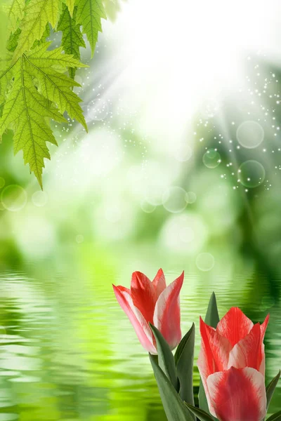 Imagen Hermosas Flores Sobre Fondo Verde Borroso Abstracto — Foto de Stock