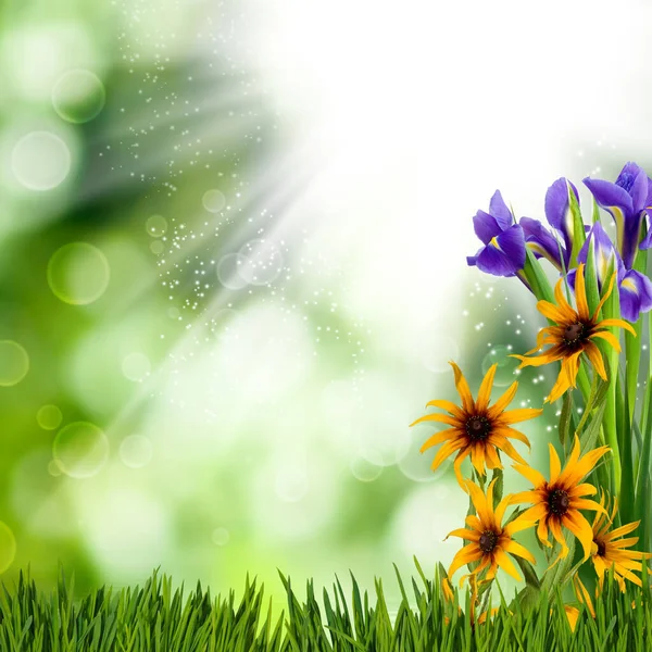 Bild Von Schönen Blumen Auf Abstrakten Verschwommenen Grünen Hintergrund — Stockfoto