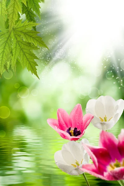 Bulanık Yeşil Arkaplanda Güzel Çiçeklerin Görüntüsü — Stok fotoğraf