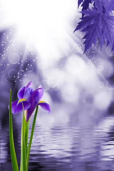 Imagen Hermosas Flores Sobre Fondo Púrpura Borroso Abstracto — Foto de Stock
