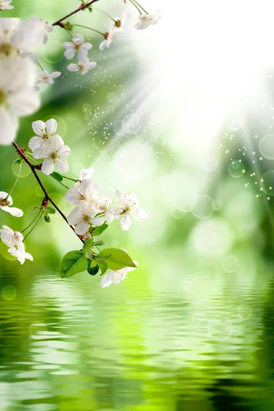 Bulanık Yeşil Arkaplanda Güzel Çiçeklerin Görüntüsü Telifsiz Stok Fotoğraflar