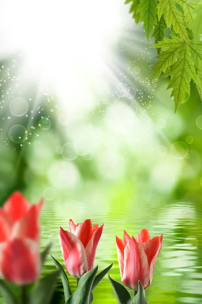Зображення Красивих Квітів Абстрактному Розмитому Зеленому Тлі — стокове фото