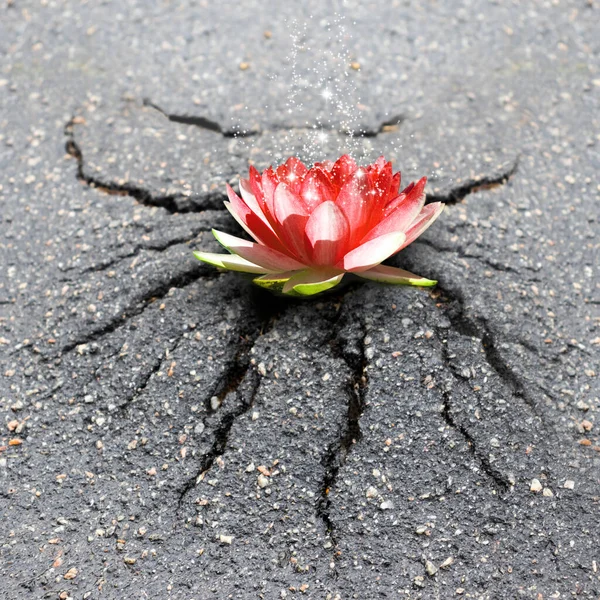 An image of a lotus that has broken through the asphalt and lies on top of a hill of swollen asphalt