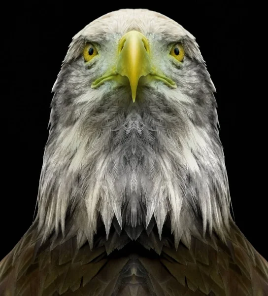 Close Image Bald Eagle Black Background — Stock Photo, Image