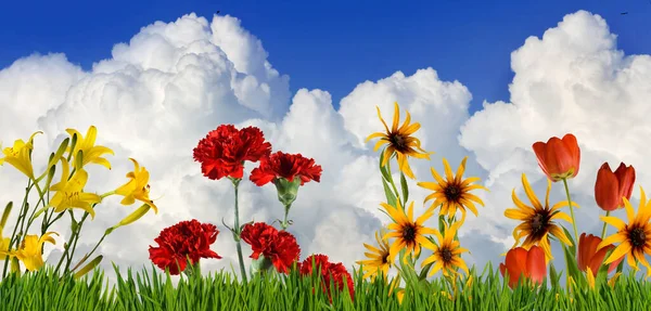 Image of flowers in the grass against the background of clouds