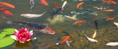 Gölette bir sürü farklı balığın olduğu nilüfer çiçeği resmi.