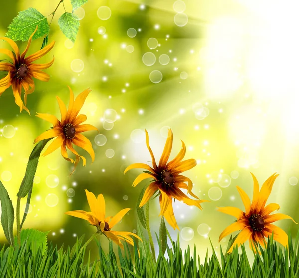 Yeşil Bulanık Arkaplanda Güzel Neşeli Çiçeklerin Yakın Plan Görüntüsü — Stok fotoğraf