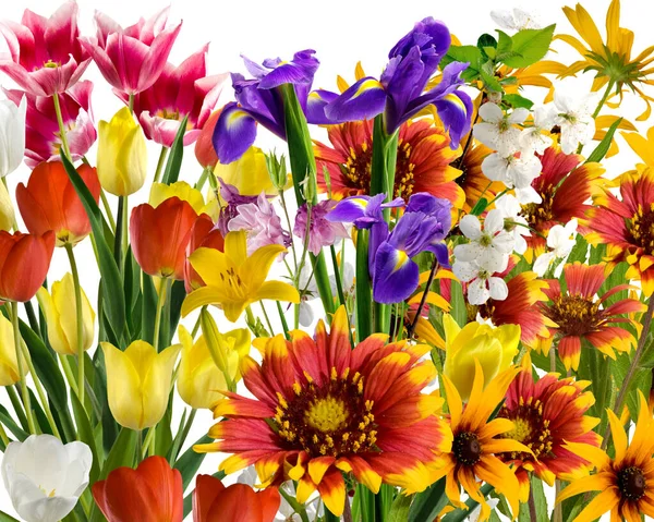 Γκρο Πλαν Εικόνα Από Όμορφα Φωτεινά Εορταστικά Λουλούδια Ένα Πράσινο — Φωτογραφία Αρχείου