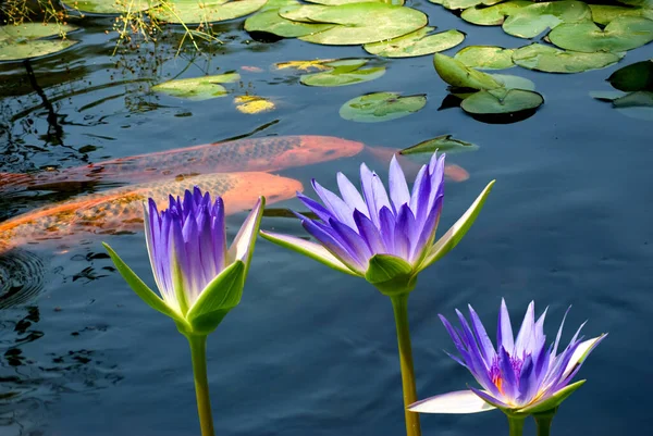 Образ Красивих Квітів Лотоса Ставку Червоною Рибою — стокове фото
