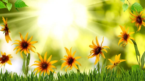 Yeşil Bulanık Arkaplanda Güzel Neşeli Çiçeklerin Yakın Plan Görüntüsü — Stok fotoğraf
