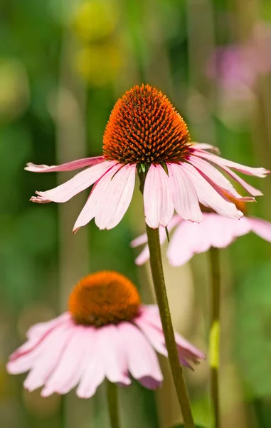 Крупним Планом Зображення Красивих Квітів Клумбі — стокове фото