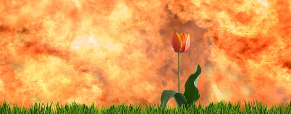 Obrázek Červeného Krásného Tulipánu Pozadí Pevné Ohnivé Stěny — Stock fotografie
