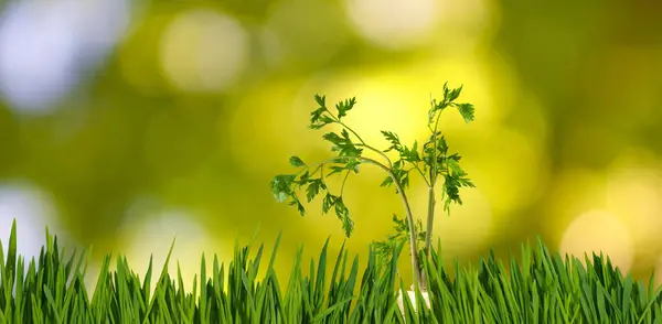 Bulanık Yeşil Arka Planda Çimlerde Maydanoz Bitkisi Görüntüsü — Stok fotoğraf
