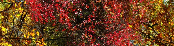 Εικόνα Του Φθινοπώρου Δάσους Όμορφο Κίτρινο Και Κόκκινο Φύλλωμα — Φωτογραφία Αρχείου