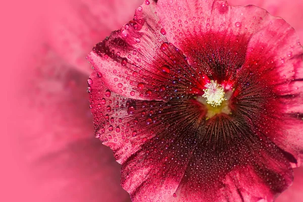 Image Beautiful Bright Festive Flower Close Flower — Stock Photo, Image