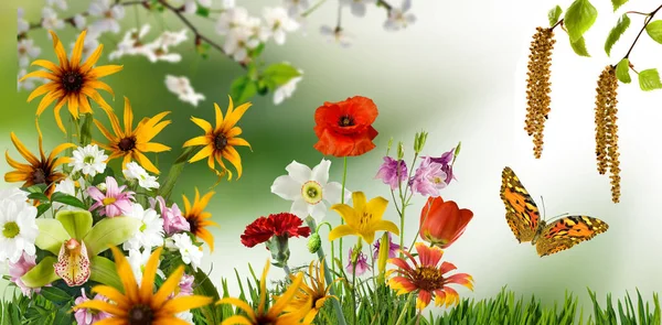ぼんやりとした緑の背景に咲く花のイメージと蝶と開花する桜の枝 — ストック写真