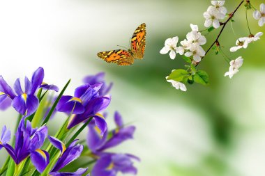  Bulanık yeşil bir arka planda çiçekler, uçan bir kelebek ve çiçek açan bir kiraz ağacının dalı.