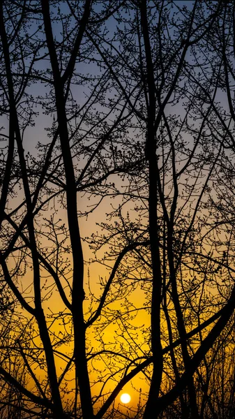picture of a setting sun with tree branches in the foreground.