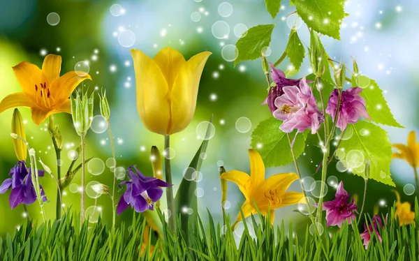 Nahaufnahme Von Schönen Hellen Festlichen Blumen Auf Einem Grün Verschwommenen — Stockfoto