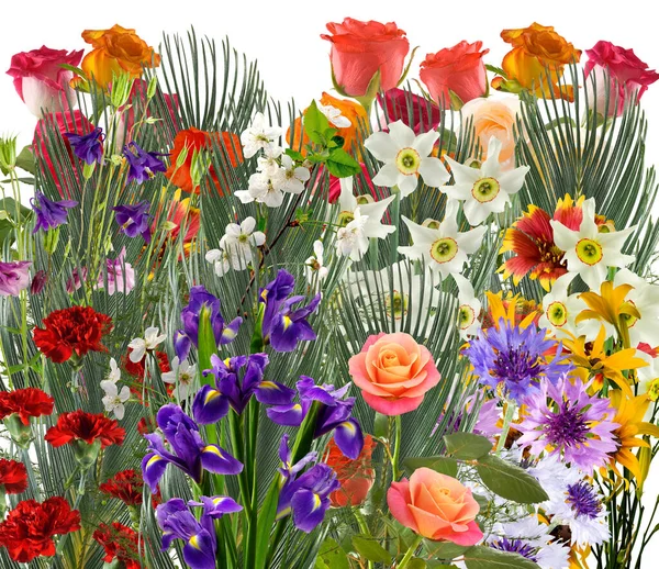 Close Wizerunek Pięknych Jasnych Świątecznych Kwiatów Zielonym Rozmytym Tle — Zdjęcie stockowe