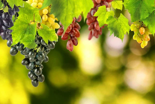 Image Grape Bunches Different Varieties Leaves Hanging Green Blurred Background — Stock Photo, Image