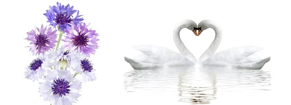 Романтический Баннер Красивыми Цветами Лебедями Два Лебедя Образуют Сердце Шеями — стоковое фото