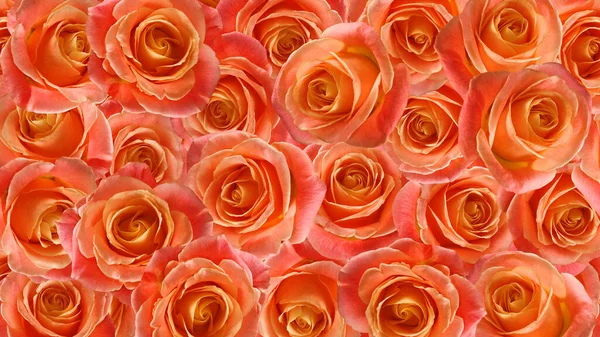 Immagine Uno Sfondo Floreale Costituito Molti Fiori Rose Rosse Belle — Foto Stock