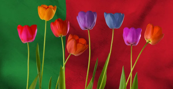 Image of beautiful multi-colored tulips on the background of the flag of Portugal close-up