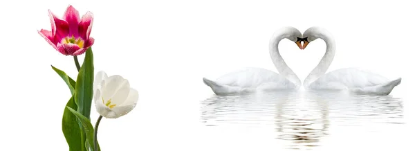 Романтический Баннер Красивыми Цветами Лебедями Два Лебедя Образуют Сердце Шеями — стоковое фото