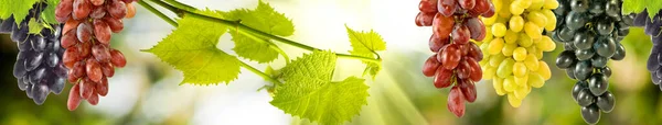 Afbeelding Van Rijpe Druiven Opknoping Trossen Een Groene Wazige Achtergrond — Stockfoto