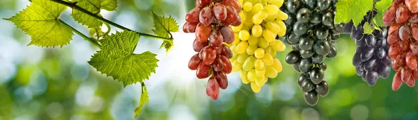 Image Ripe Grapes Hanging Bunches Green Blurred Background Horizontal Banner — Stock Photo, Image
